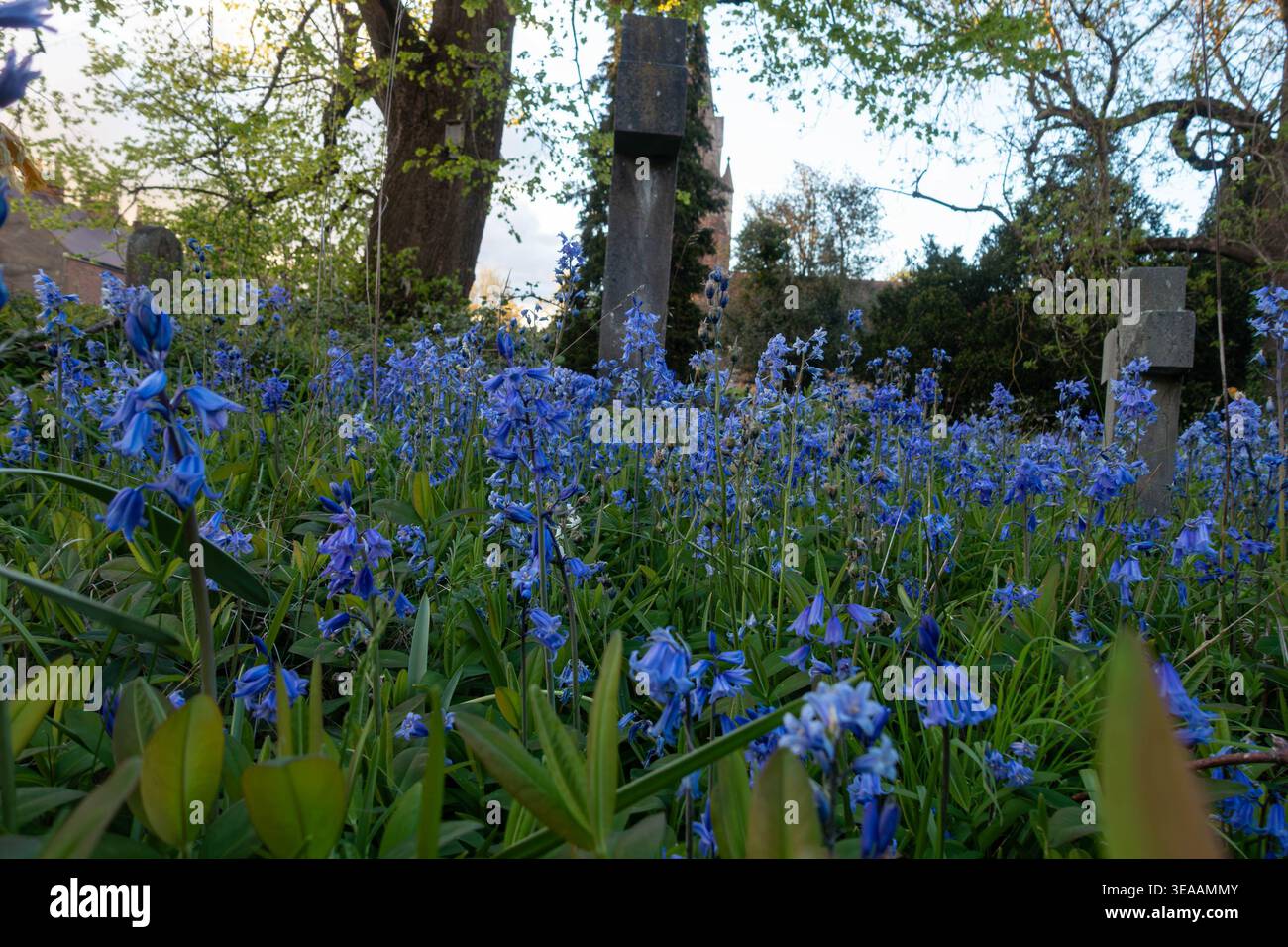 Vue rapprochée des fleurs de bluebell poussant dans un cimetière Banque D'Images