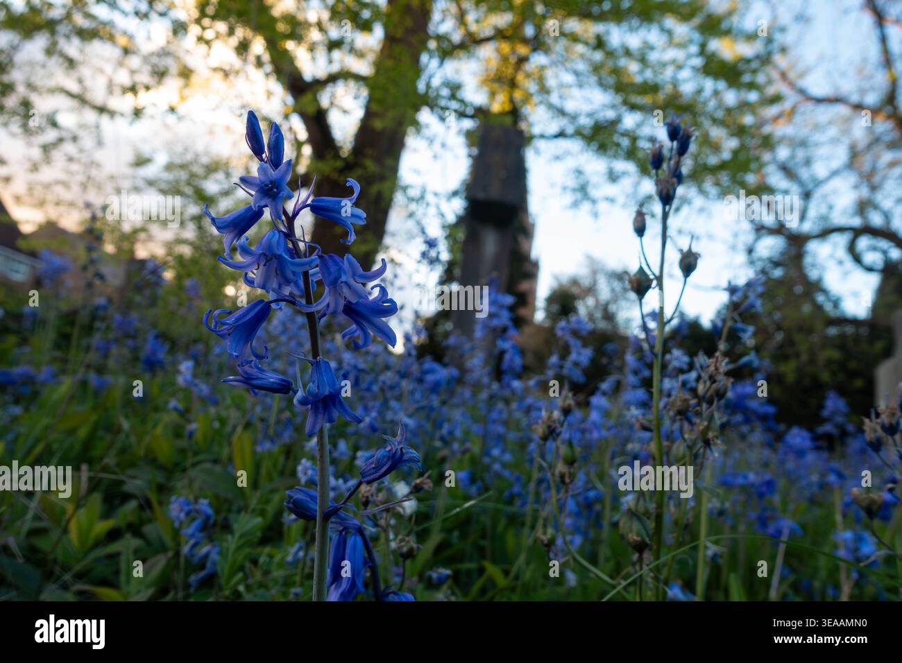 Vue rapprochée des fleurs de bluebell poussant dans un cimetière Banque D'Images