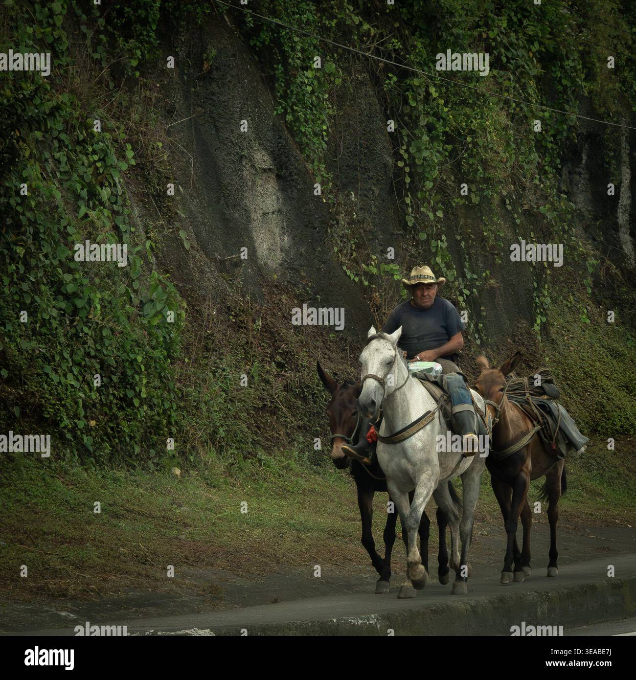 Un homme portant un chapeau de cow-boy monte un cheval blanc, accompagné de deux mules de meute, le long d'une route pavée à côté d'une paroi rocheuse luxuriante couverte de vignes. Banque D'Images