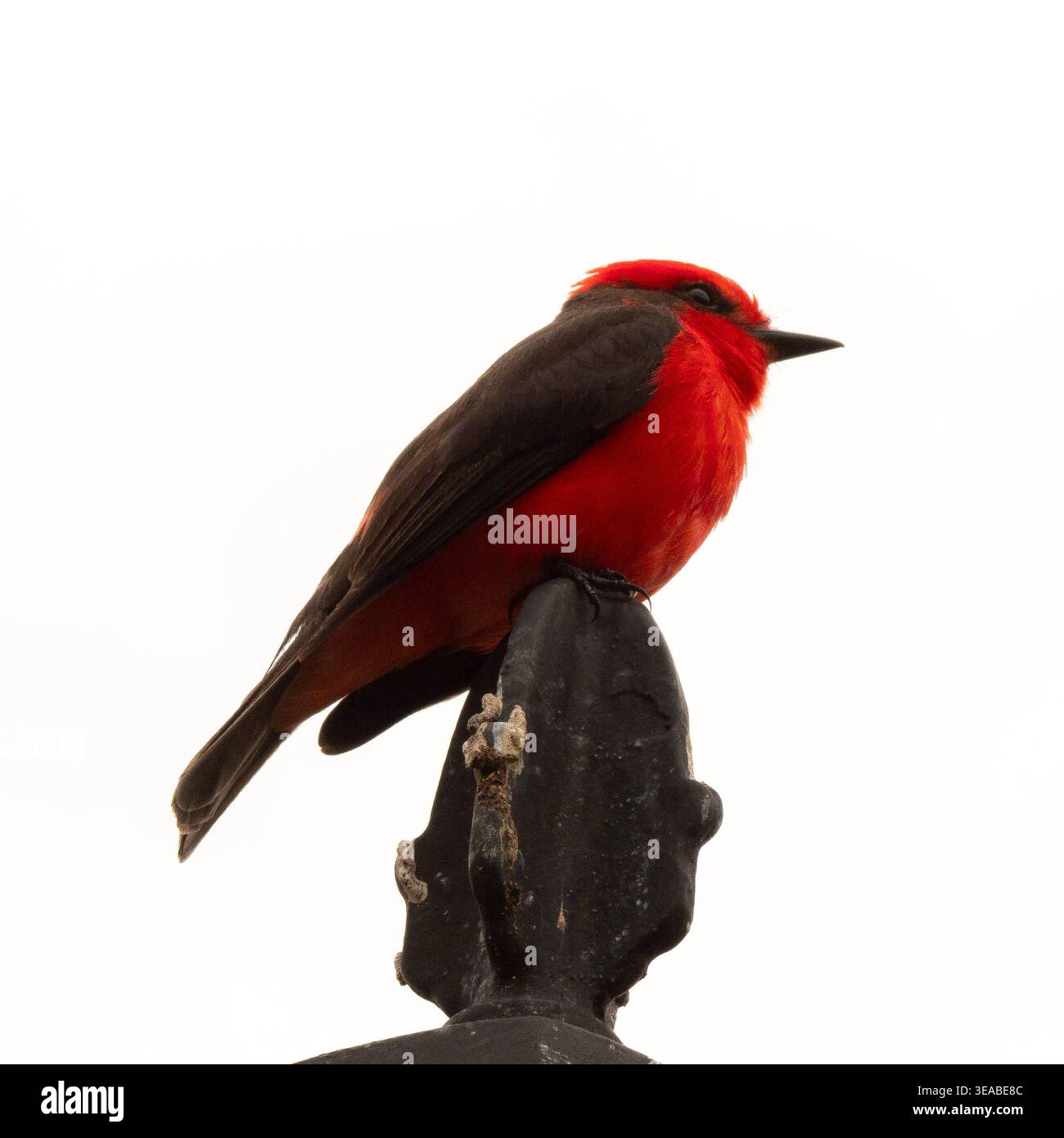 Un mâle Vermilion Flycatcher perche sur un finial texturé foncé sur un fond blanc Uni. Banque D'Images
