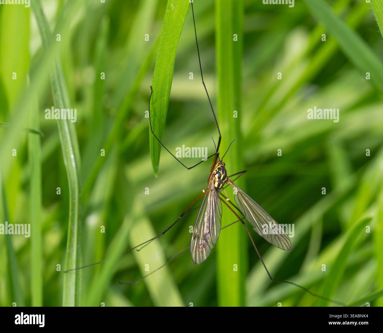 Biodiversité - Nephrotoma appendiculata - mouche de grue dans l'herbe. Photo de haute qualité Banque D'Images