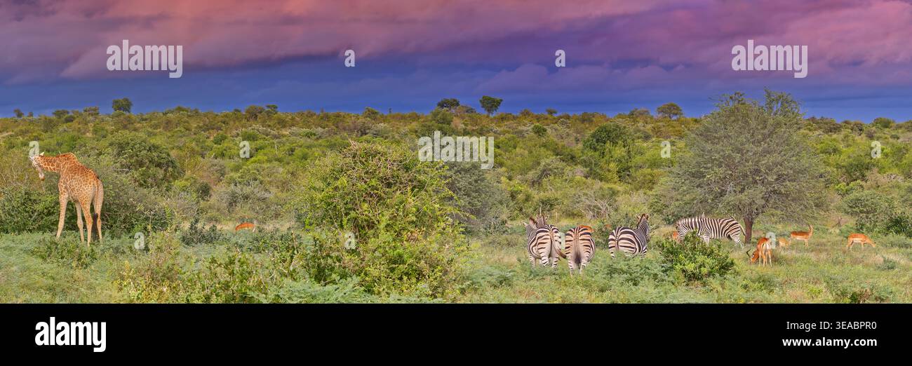 Panorama de bushveld tôt le matin sous nuage de tempête avec girafe du Cap (Giraffa giraffa) et zèbre des Plaines (Equus quagga) à Kruger, Afrique du Sud Banque D'Images