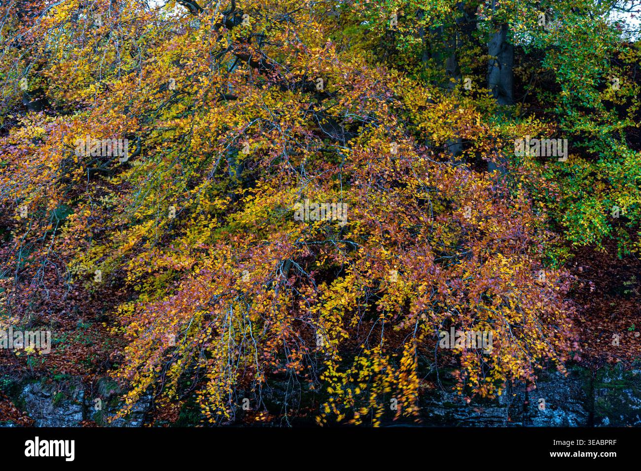 Feuillage d'automne dense remplissant le cadre de feuilles dorées, oranges et rouges vives Banque D'Images