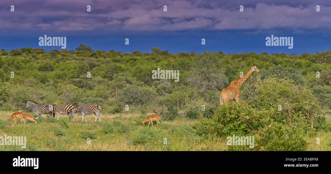 Panorama de bushveld tôt le matin sous nuage de tempête avec girafe du Cap (Giraffa giraffa) et zèbre des Plaines (Equus quagga) à Kruger, Afrique du Sud Banque D'Images