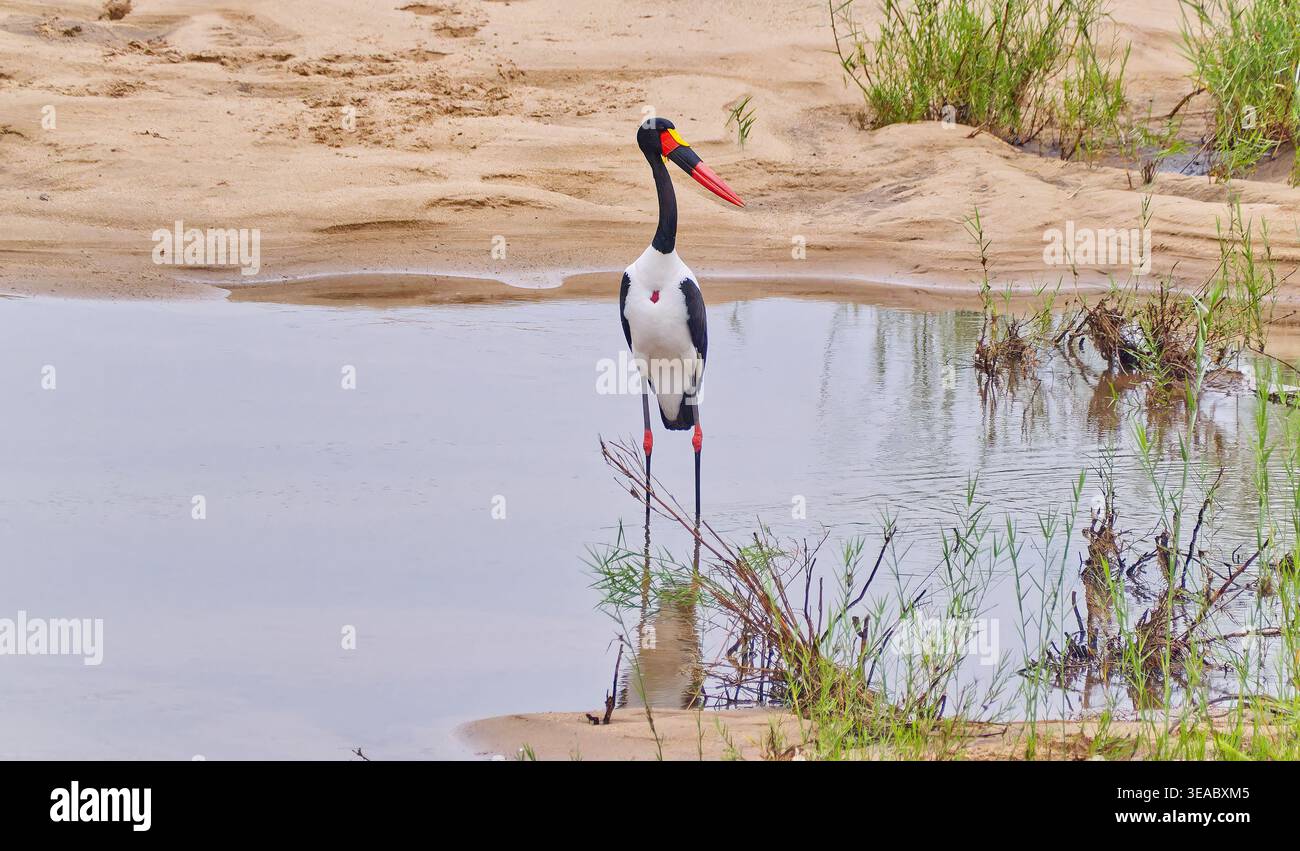Cigogne à bec de selle ou bec de selle (Ephippiorhynchus senegalensis) se tenant dans l'eau calme le long d'une rivière avec des rives sablonneuses à Kruger, Afrique du Sud Banque D'Images