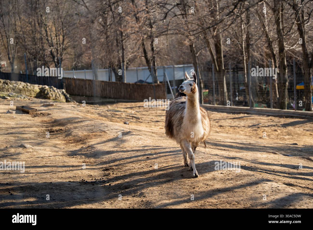 Lama lama glama marchant dans l'enceinte du zoo sur terrain sec avec clôture et arbres en arrière-plan. Animal captif, faune, comportement. Banque D'Images