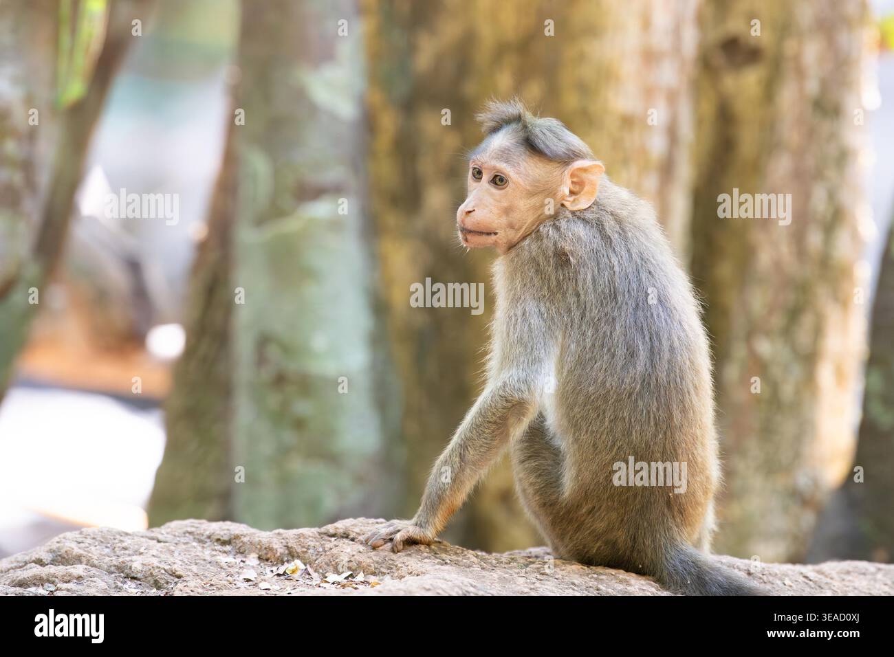 Singe macaque rhésus, singe barbaresque assis sur un rocher, la faune, l'environnement à Goa, Inde, jungle et animal de la forêt tropicale Banque D'Images