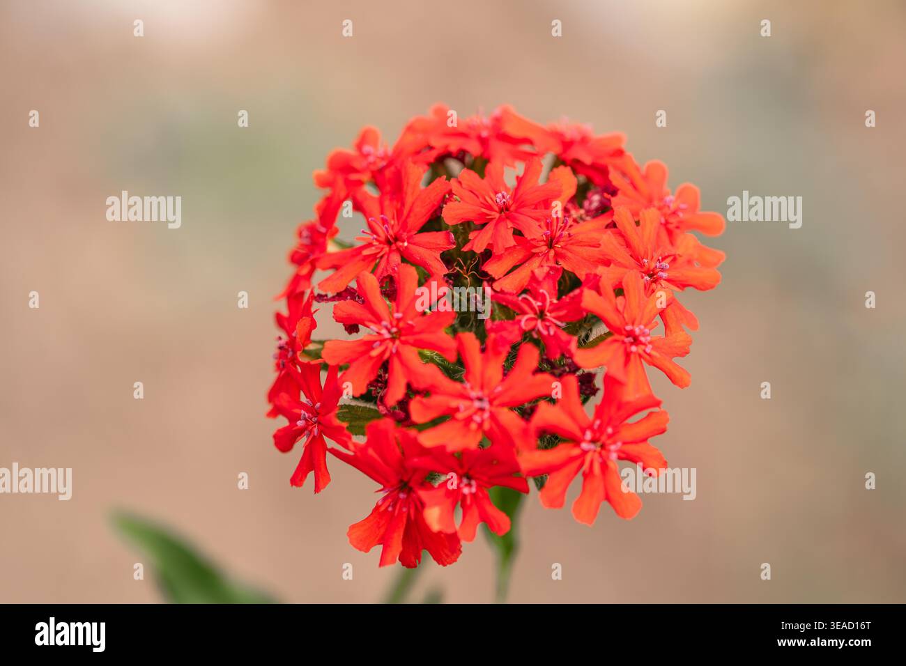 Belle Silene Rouge Chalcedonica est communément connu sous le nom de Maltese-Cross ou Scarlet Lychnis Banque D'Images