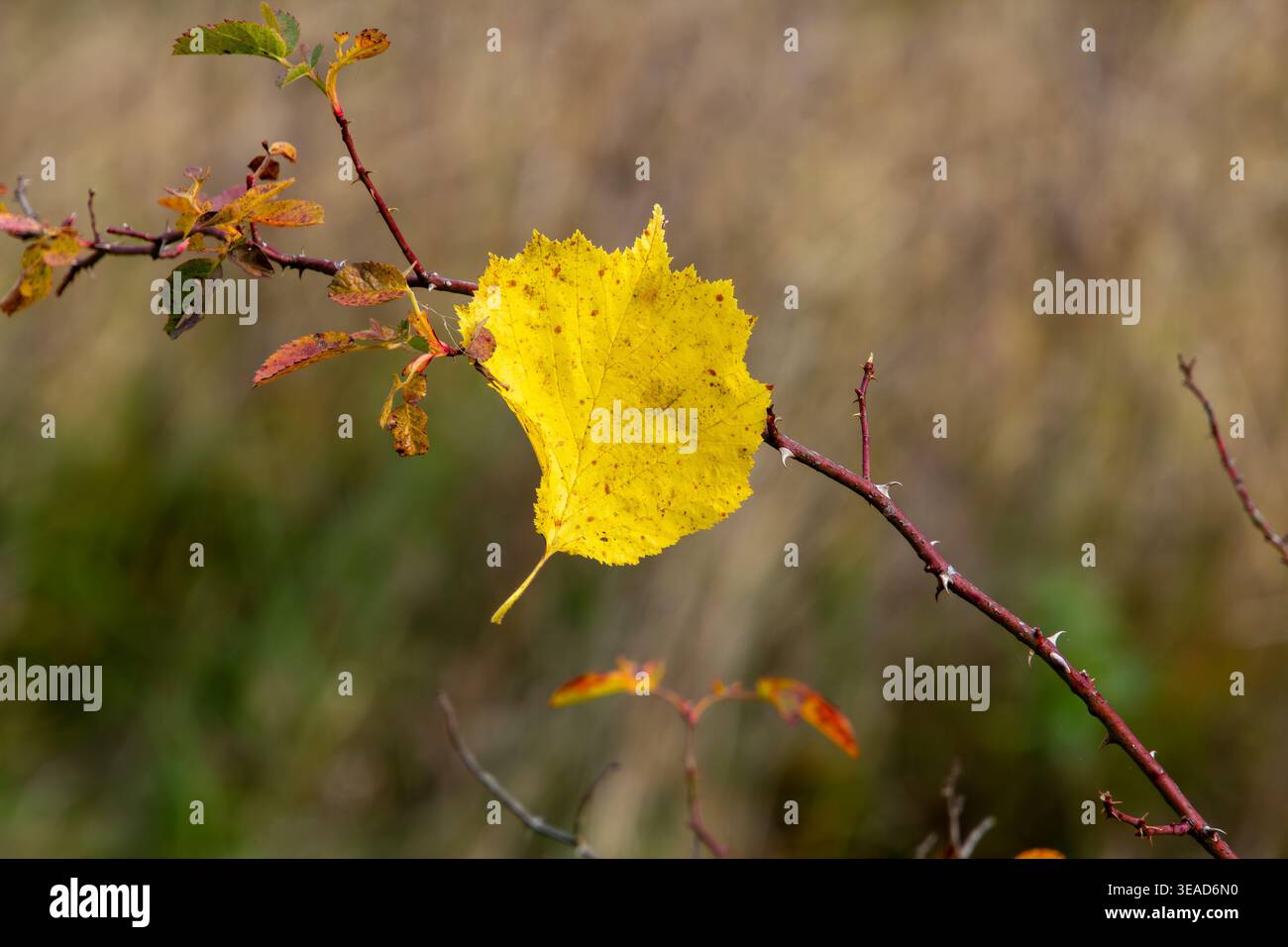 Gros plan d'une feuille dans les couleurs de l'automne. Peut être utilisé pour une carte de deuil et de condoléances. Banque D'Images