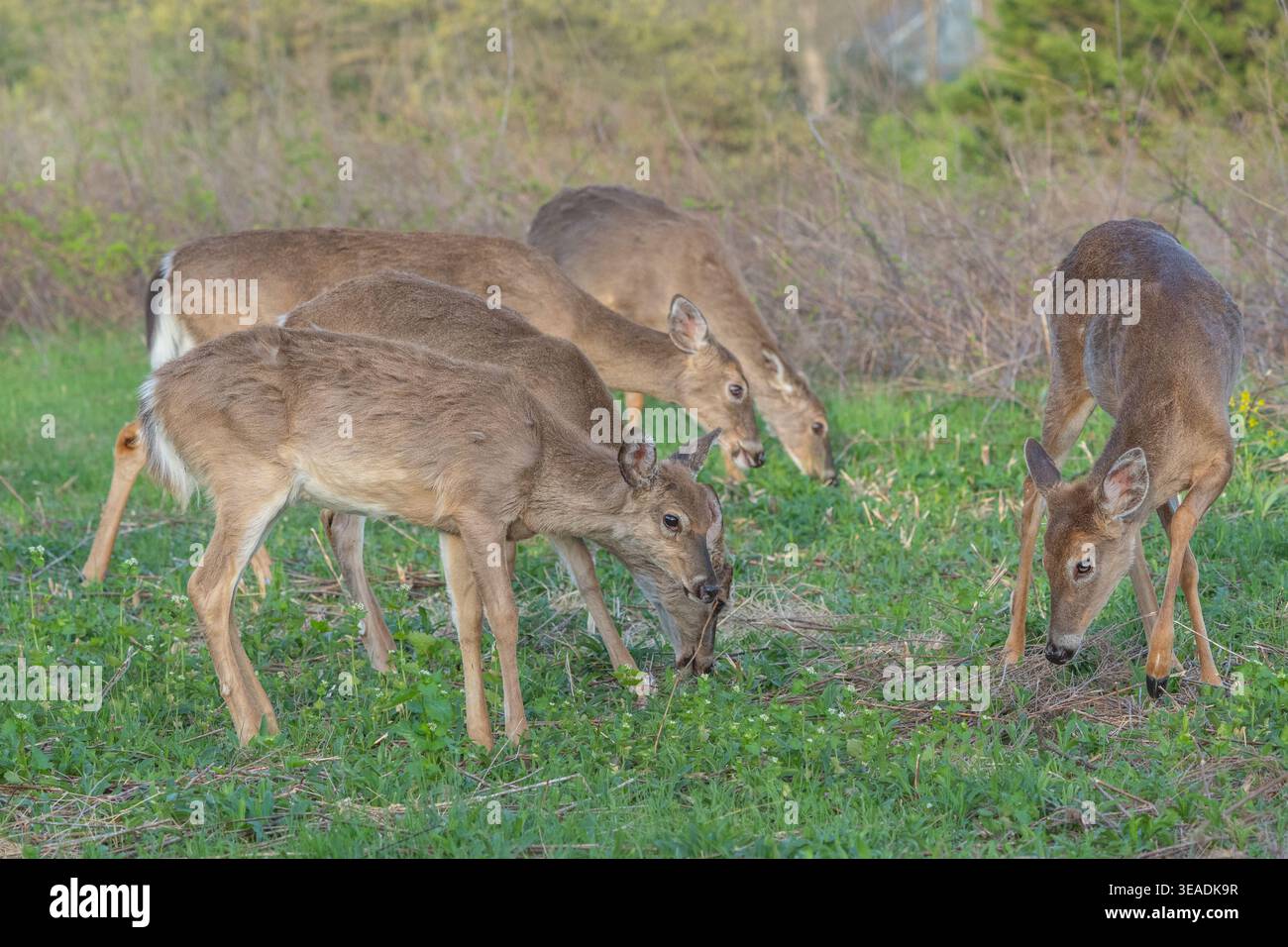 Troupeau de cerfs de Virginie (Odocoileus virginianus) pâturant dans les prairies en Pennsylvanie rurale. Banque D'Images