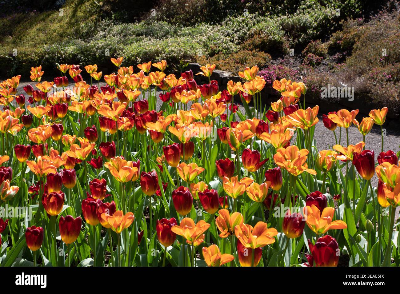 Plantation mixte de tulipes Orange Marmelade (viridiflora) et Amber Glow (Triumph) à Burnby Hall Gardens, Pocklington Banque D'Images