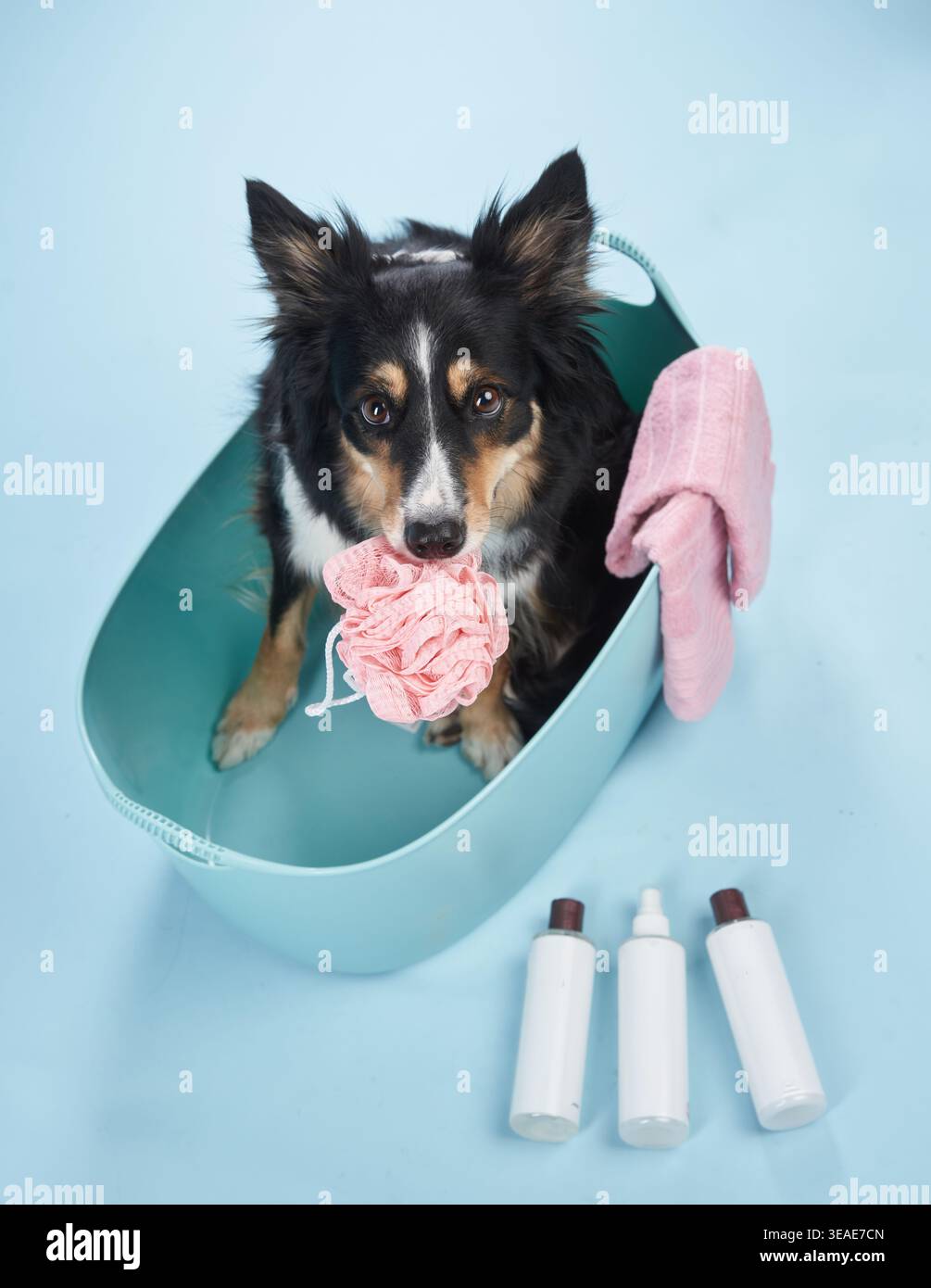 border collie est assis dans un bain avec des outils de toilettage autour, l'air calme. L'expression sereine du chien contraste avec l'anticipation d'un bain. Banque D'Images