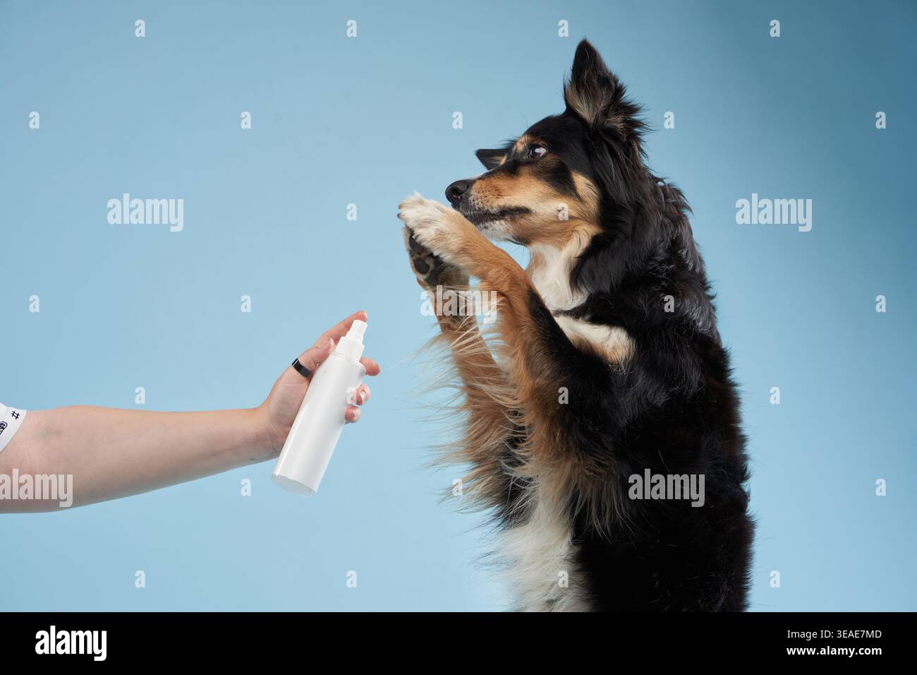 Un chien Border Collie saute vers le haut pour atteindre un vaporisateur de toilettage, avec un fond bleu derrière. Banque D'Images