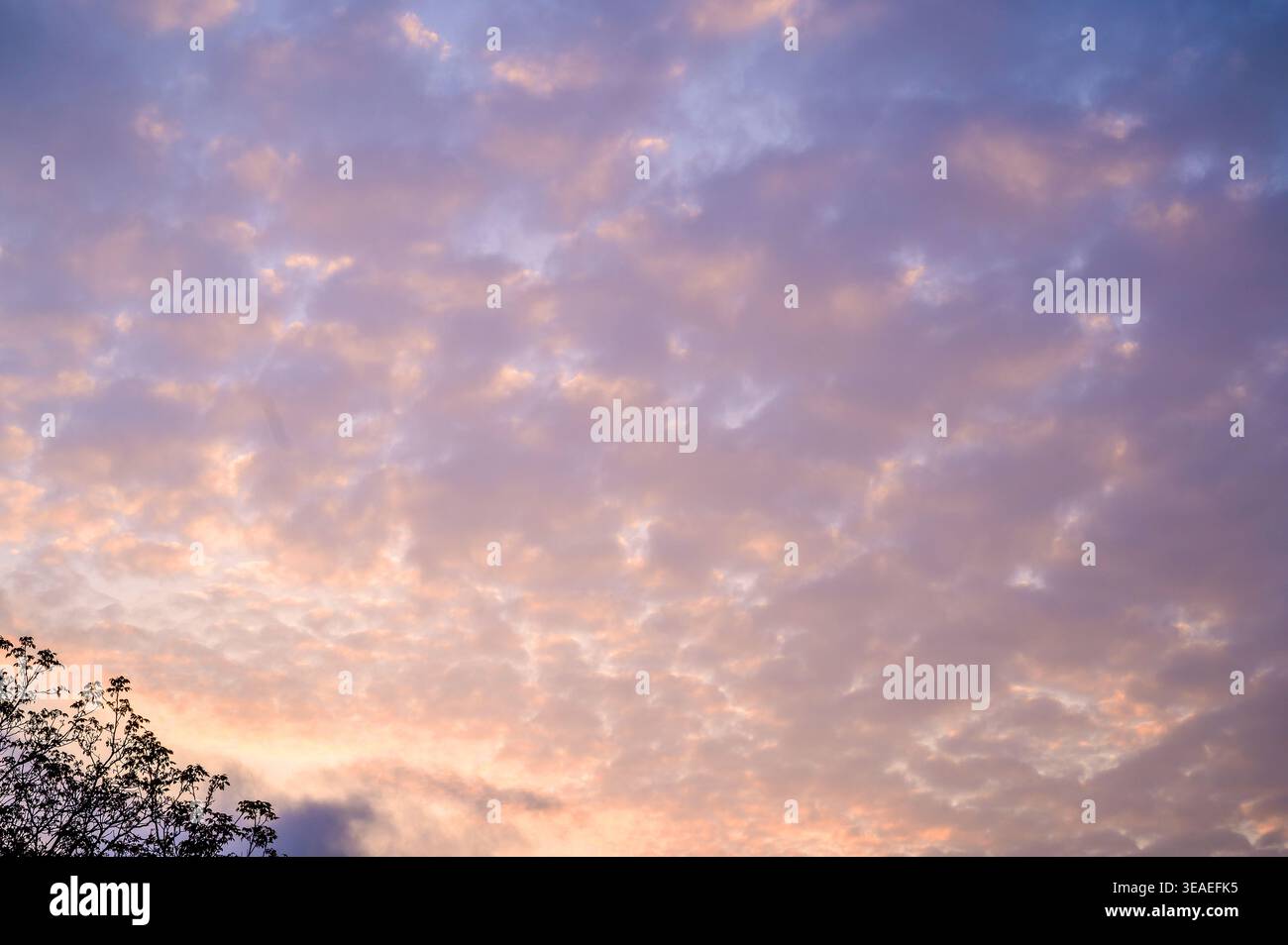Les nuages pastel peignent le ciel avec des teintes douces de rose et de violet à l'aube Banque D'Images