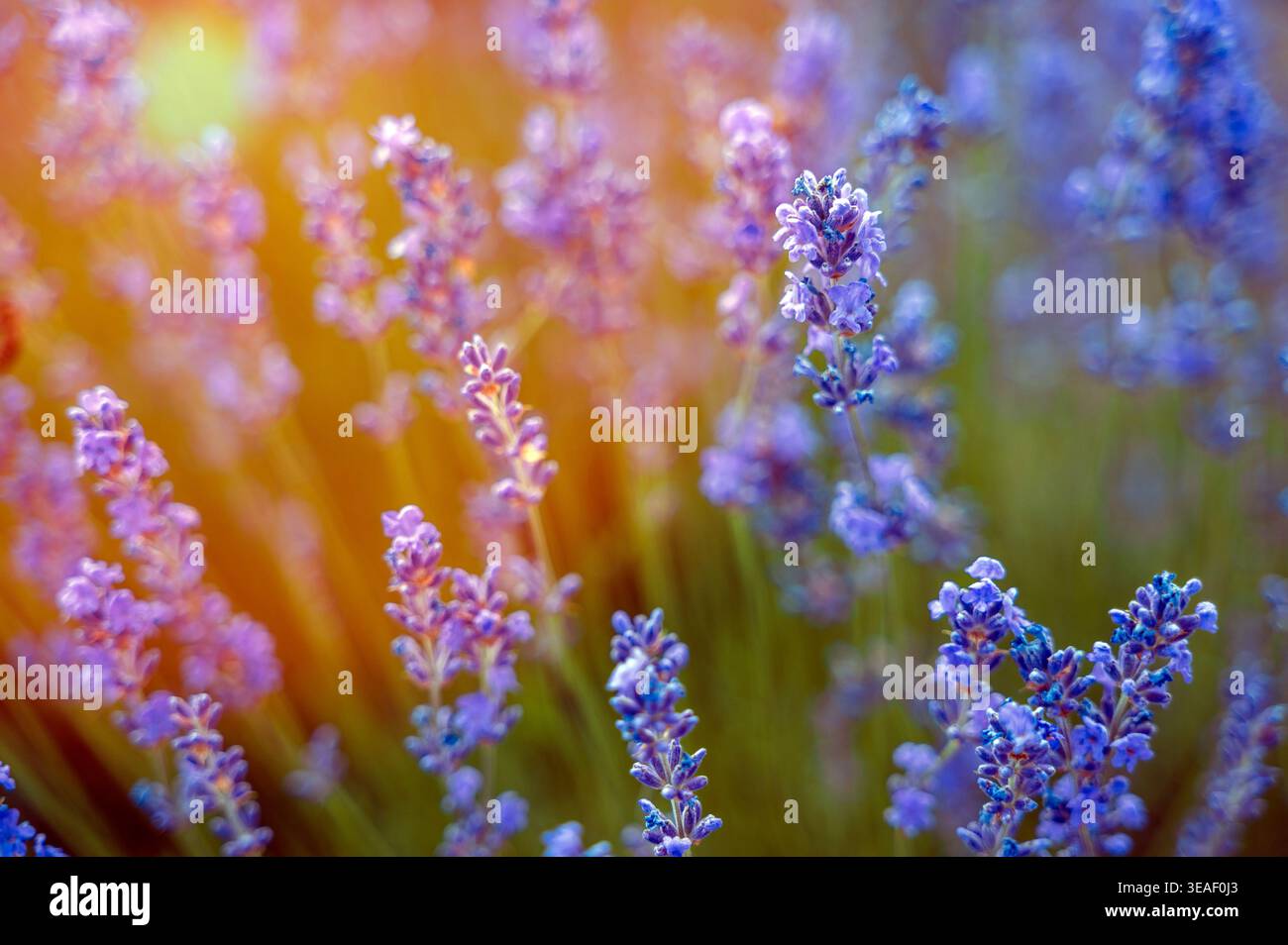 Vaste champ de lavande violette fleurie sous un ciel d'été clair. Concept de tourisme agricole, agriculture biologique, et la beauté traditionnelle du M. Banque D'Images