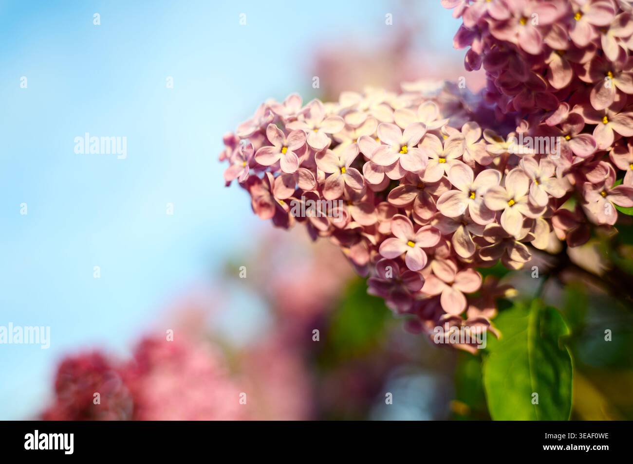 Buisson lilas fleuri contre un ciel bleu vif avec un espace vide. Concept de préservation de la nature, beauté horticole, et traditionnel floral de printemps d Banque D'Images