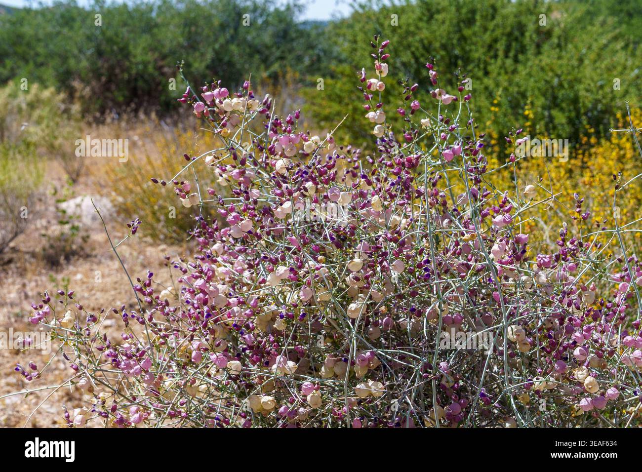 Paperbag Bush (Scutellaria mexicana), également connu sous le nom de sauge de vessie, avec des fleurs violettes dans le désert de Mojave en Californie. Banque D'Images