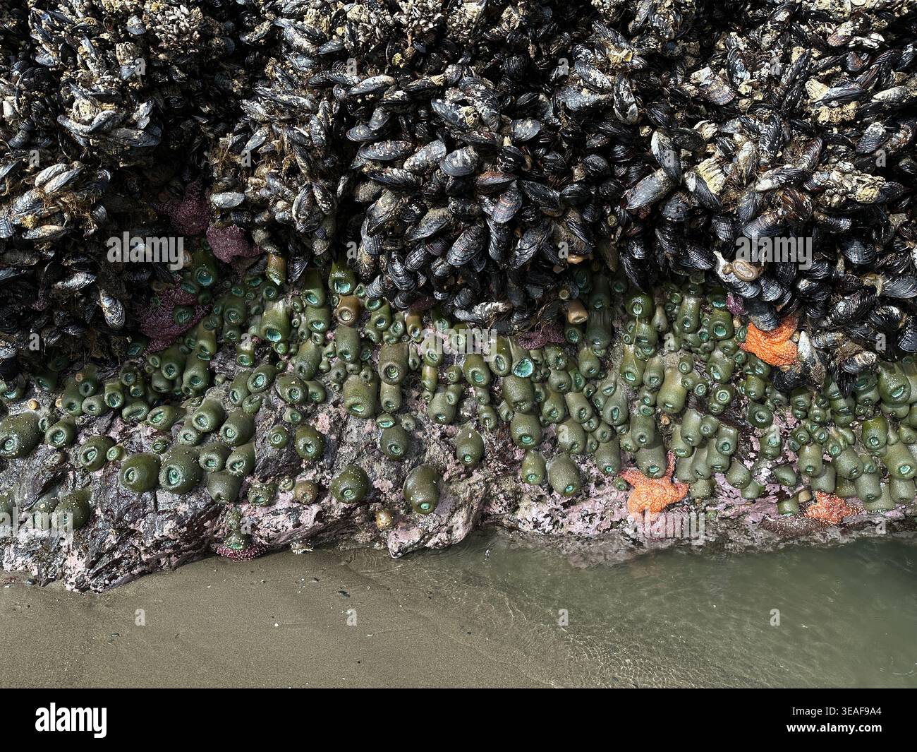 Étoiles de mer, anémone et balanes s'accrochent à la roche pendant une marée négative - marée ultra basse - à face Rock Beach à Bandon, Oregon. Banque D'Images