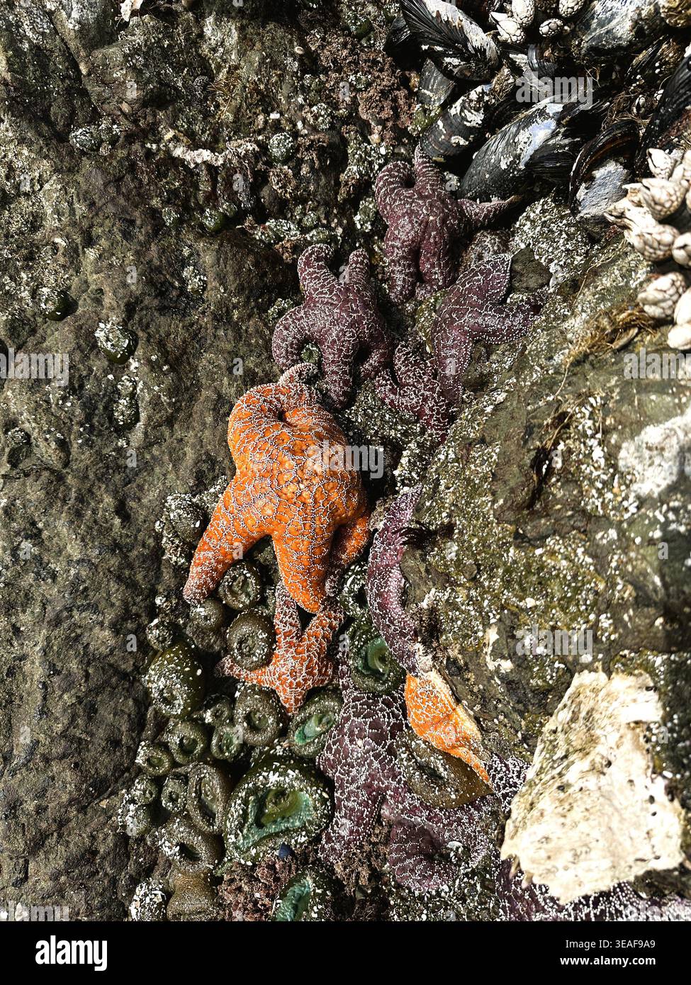Étoiles de mer, anémone et balanes s'accrochent à la roche pendant une marée négative - marée ultra basse - à face Rock Beach à Bandon, Oregon. Banque D'Images
