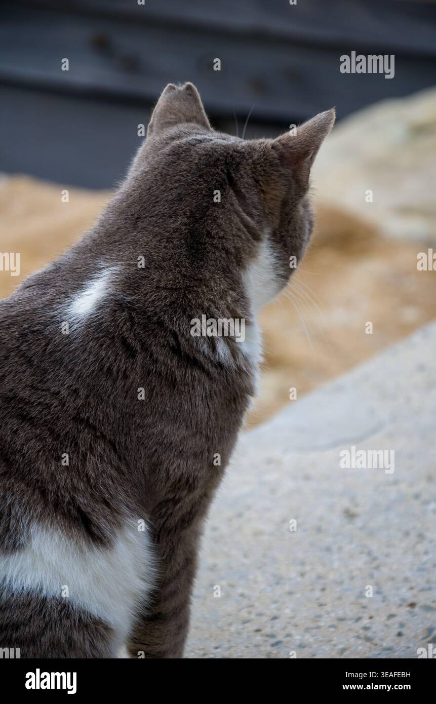Vue arrière d'un chat gris et blanc à l'extérieur Banque D'Images