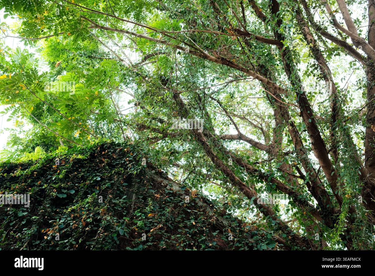 Grande branche d'arbre avec canopée de feuilles vertes et mur couvert de lierre grimpant avec la lumière du soleil brille à travers dans la forêt tropicale Banque D'Images