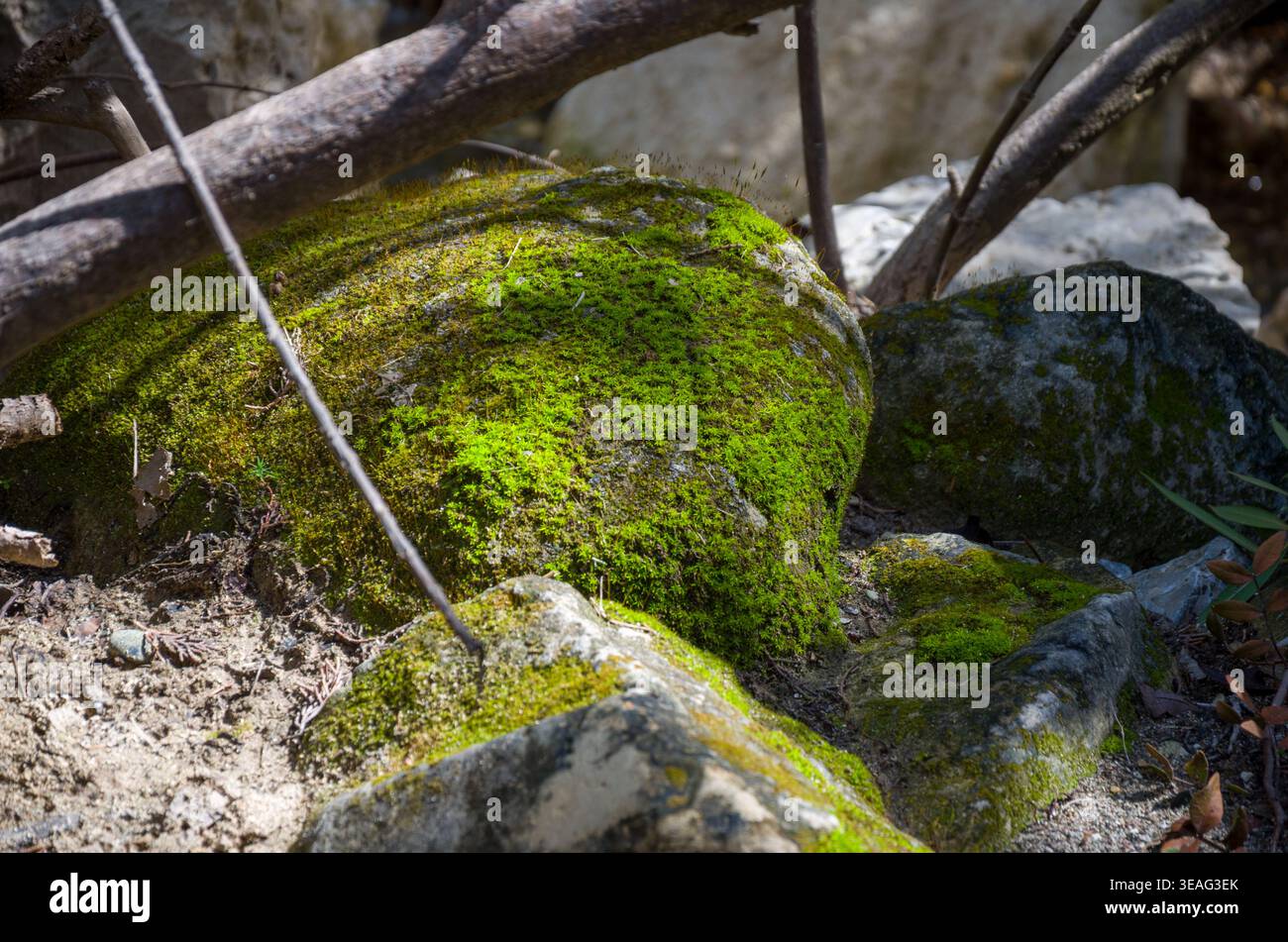 Rocher couvert de mousse dans une scène forestière ensoleillée Banque D'Images