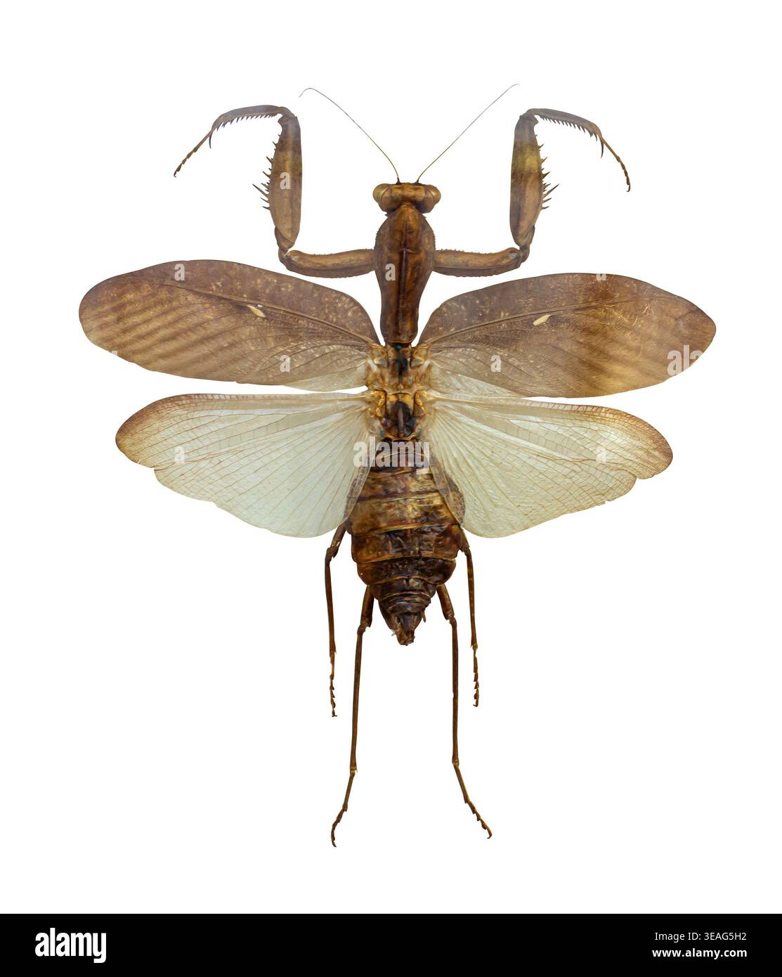 Géant sec tropical Mantis insecte Sphodromantis lineola avec ailes déployées isolé sur blanc avec chemin de coupe. Insectes de collection. Mantidae. Entomolog Banque D'Images