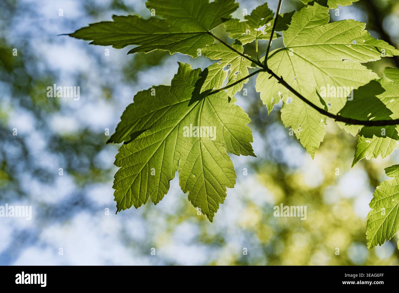 Feuille d'érable en gros plan avec la lumière du soleil révélant la venation détaillée et la translucidité, faible profondeur de champ avec fond bokeh doux, étude botanique évoque Banque D'Images