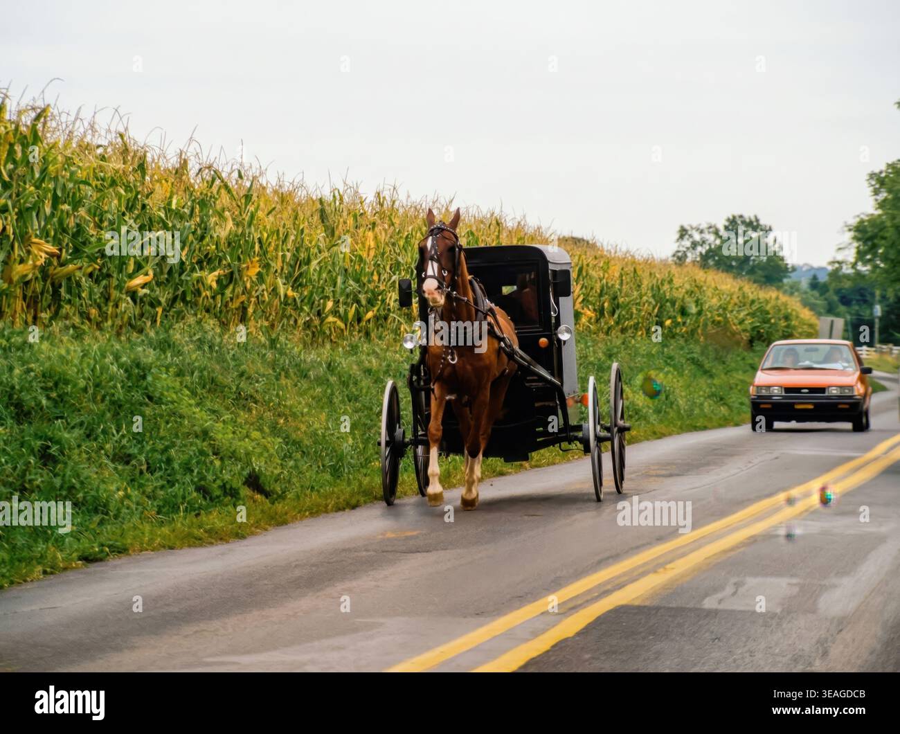 Un cheval tire un buggy sur une route rurale bordée de grandes plantes de maïs. Une voiture passe devant alors que le soleil est haut dans le ciel. Cette scène montre la vie quotidienne dans un quartier calme avec l'agriculture. Banque D'Images