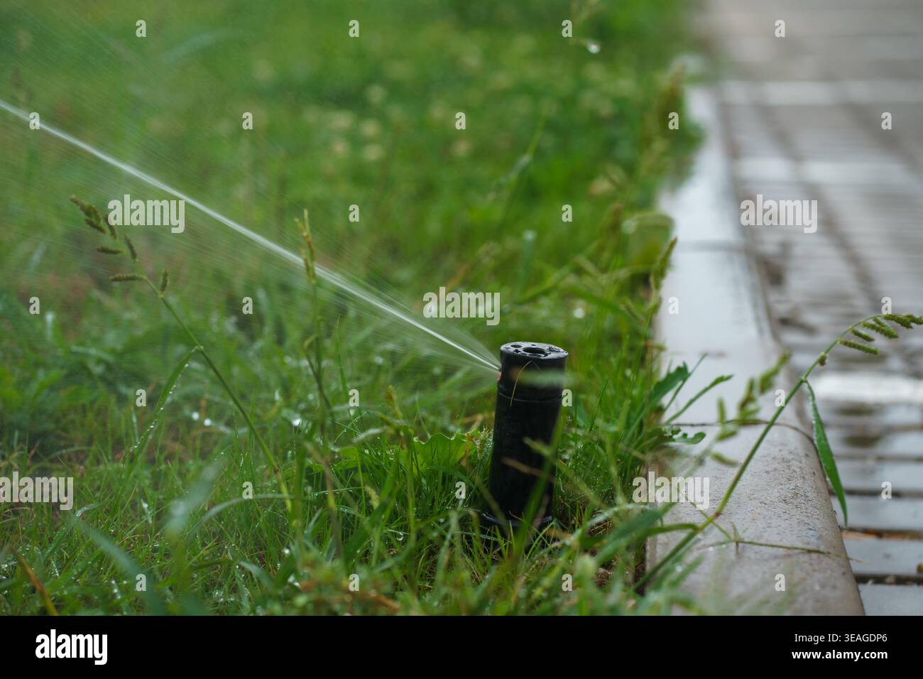 Gros plan d'arrosage automatique de pelouse par arrosage automatique près du trottoir, système d'irrigation automatique pour l'entretien de l'herbe et distribution efficace de l'eau à l'extérieur Banque D'Images