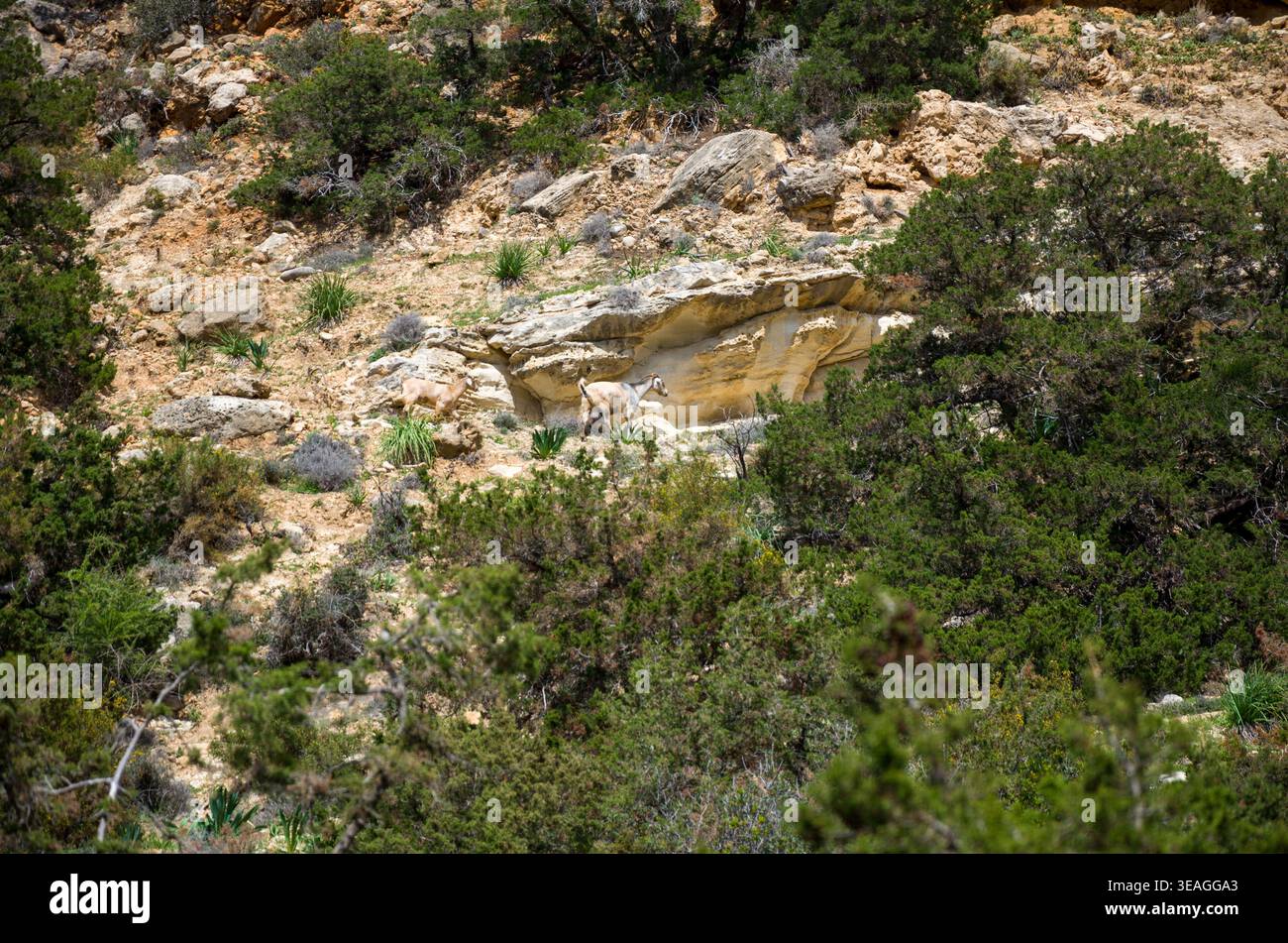 Chèvres de montagne pâturant dans le paysage rocheux Banque D'Images