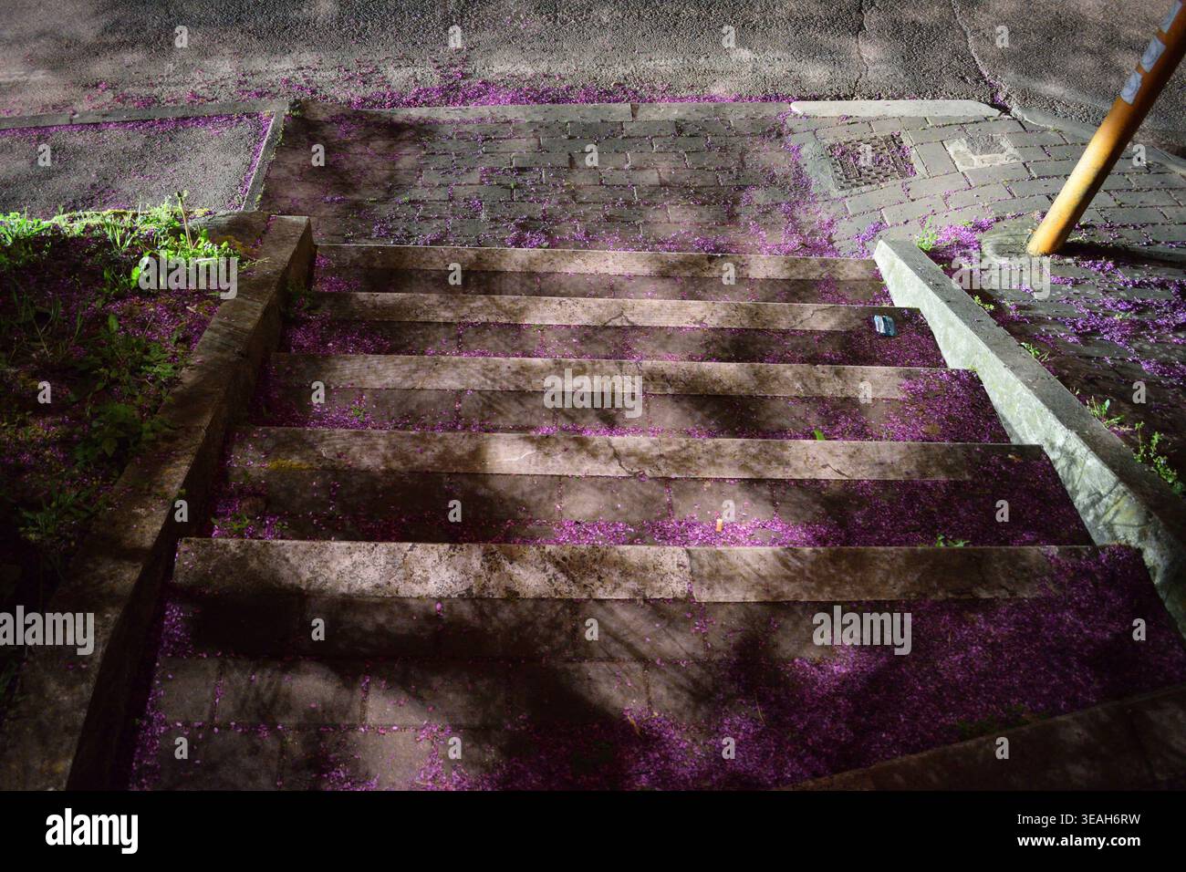 Un plan large la nuit d'escaliers extérieurs en pierre altérée ou en béton recouverts d'une dispersion vibrante de pétales de fleurs violettes tombées. Banque D'Images