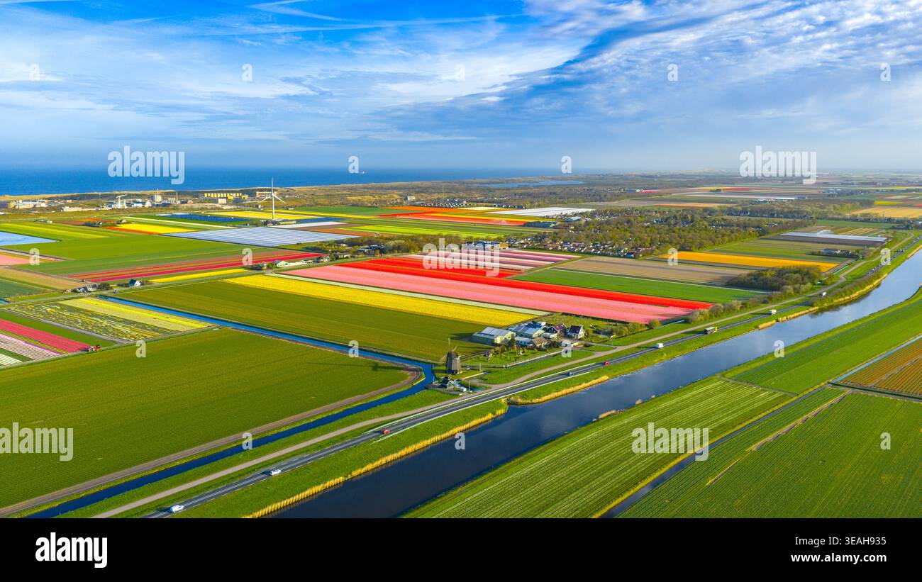 Vue aérienne de champs de tulipes vibrants en pleine floraison avec un moulin à vent traditionnel et un canal sous un ciel bleu près de la côte à Petten, Hollande du Nord, ne Banque D'Images
