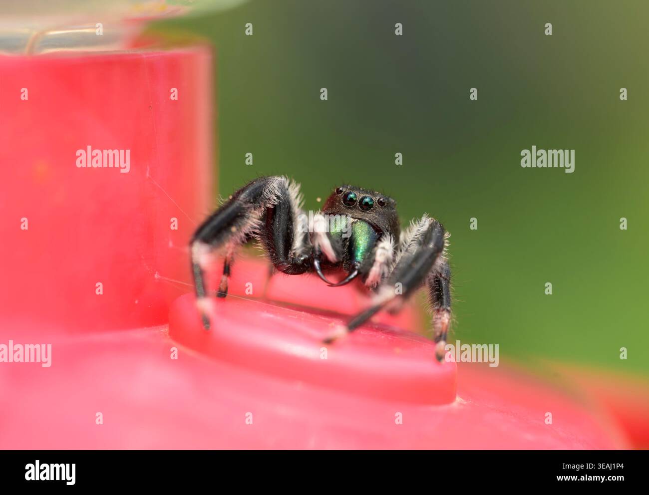 Mâle Phidippus clarus, ou araignée sauteuse brillante, obtenant du nectar d'un mangeoire de colibris Banque D'Images