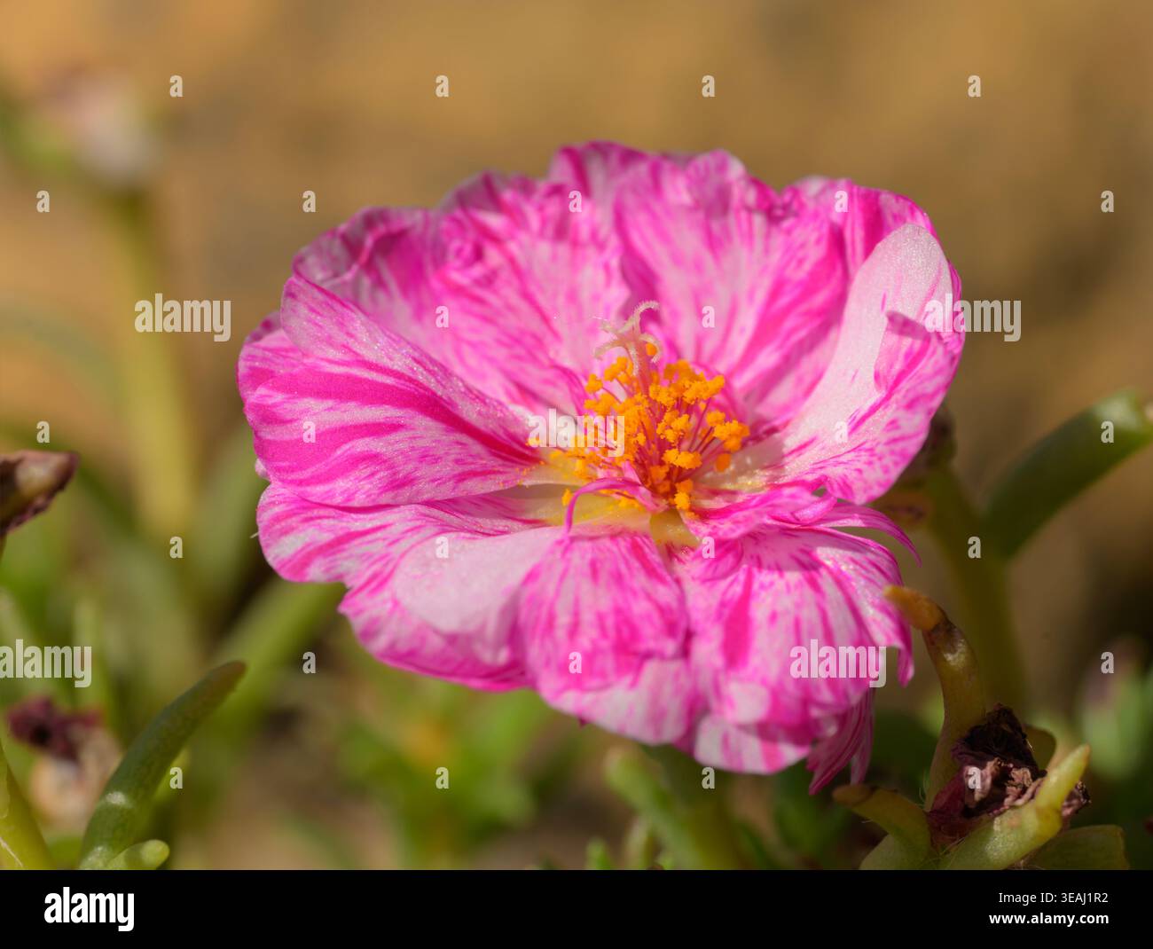 Rose bicolore et blanc Rose de mousse, ou Portulaca, au soleil d'été Banque D'Images