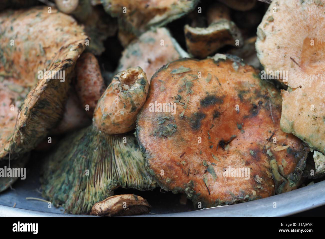 Champignons récoltés dans la forêt pour la cuisson Banque D'Images