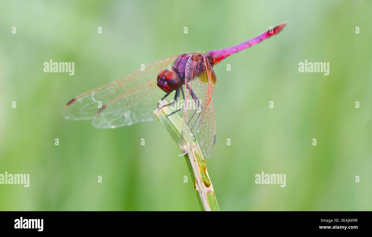 Dropwing Trithemis annulata (violet) Banque D'Images