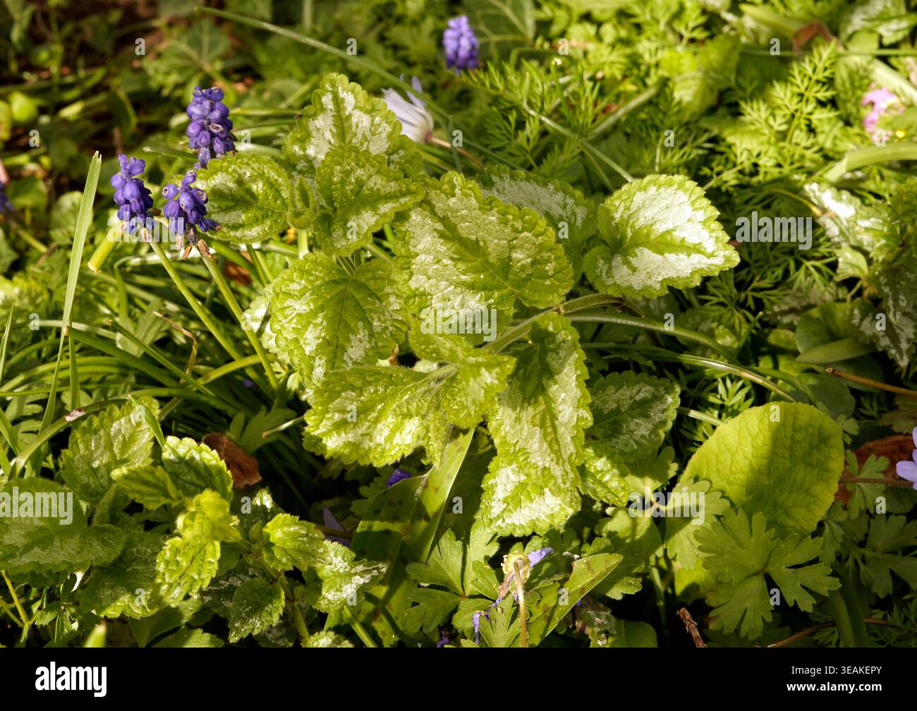Lamium armeriacum (jardin potager de Suzanne, pays de la Loire, France). Banque D'Images