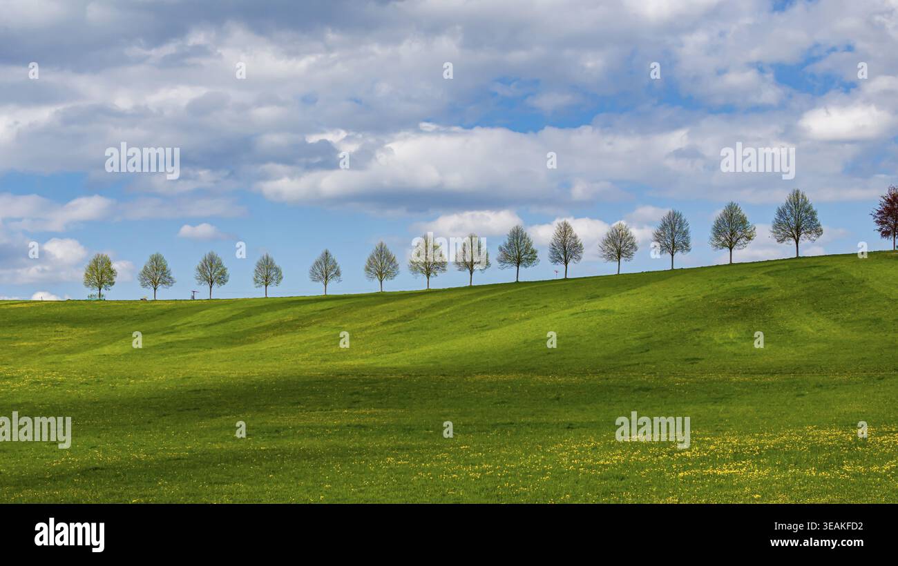 Rangée d'arbres sur une colline au printemps. Paysage sur le bord de Schoenbuch près de Waldenbuch. Waldenbuch, Bade-Wuertemberg, Allemagne Banque D'Images
