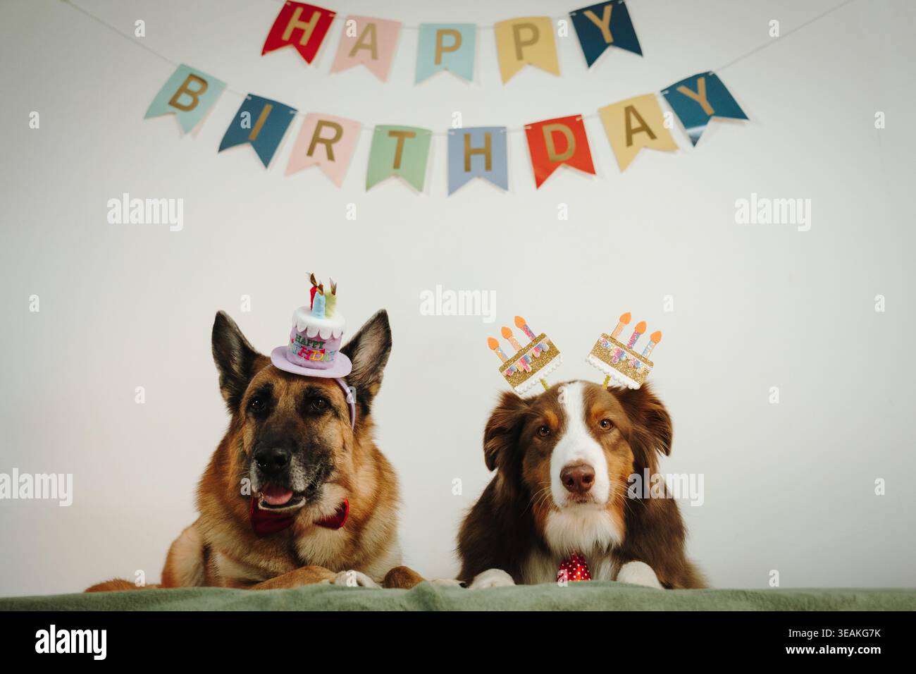Chiens Berger Allemand et Australian Shepherd tricolore rouge posant avec des chapeaux d'anniversaire sous une bannière festive. Concept de célébration avec des animaux de compagnie et joie Banque D'Images