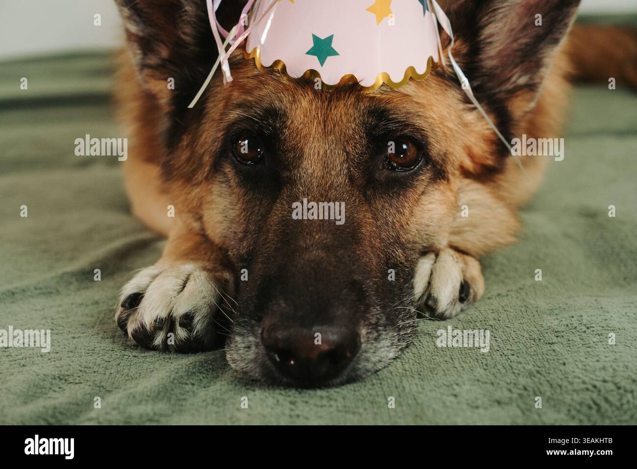 Chien berger allemand allongé sur le canapé portant un chapeau de fête regardant vers l'avant. Lumière douce à l'intérieur et ambiance calme d'anniversaire avec un animal de compagnie. Banque D'Images