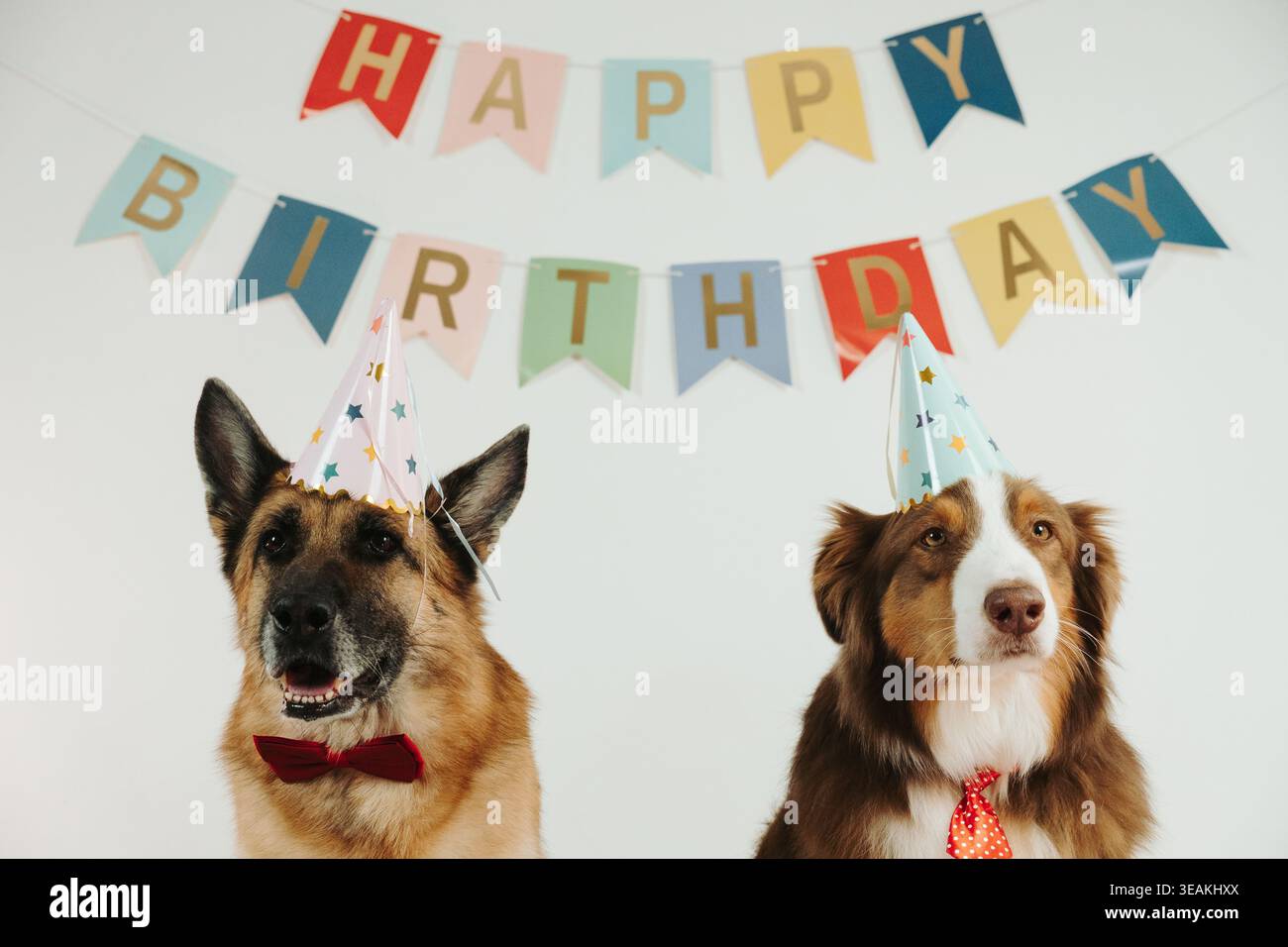 Chiens Berger Allemand et Australian Shepherd tricolore roux assis sous un bannière d'anniversaire avec des chapeaux de fête. Concept de célébration festive pour animaux de compagnie. Banque D'Images