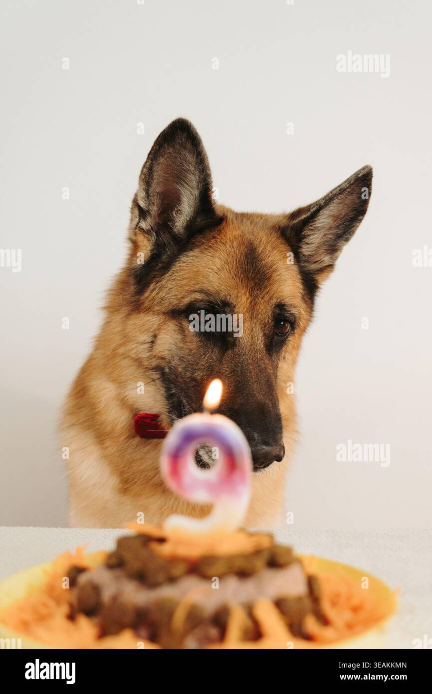 Chien berger allemand regardant un gâteau d'anniversaire avec une bougie numéro neuf allumée. Moment émotif avec l'animal de compagnie avant la célébration. Banque D'Images