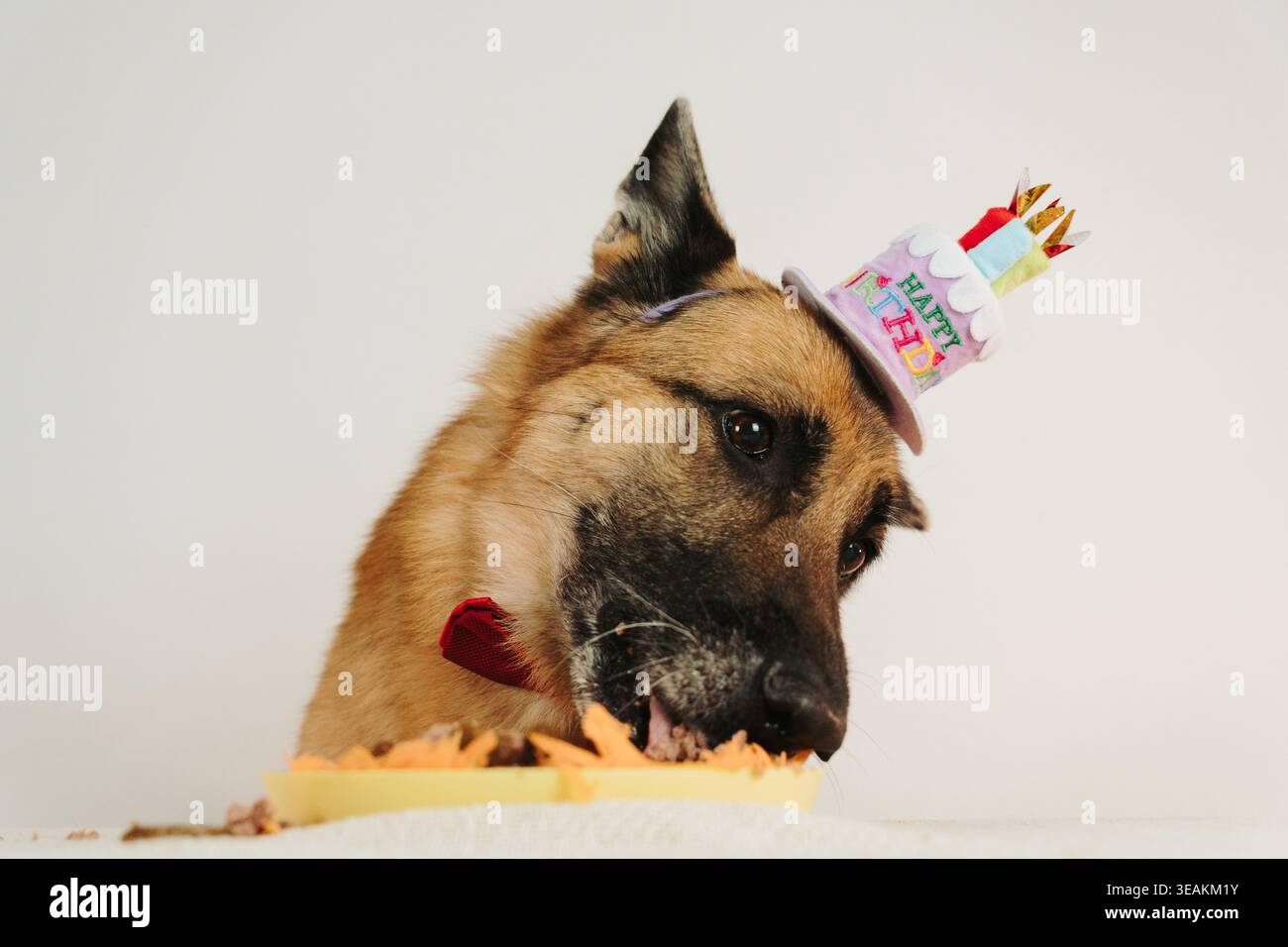 Chien berger allemand mangeant un gâteau d'anniversaire et portant un chapeau festif. Scène de célébration joyeuse pour animaux de compagnie avec une atmosphère ludique. Banque D'Images