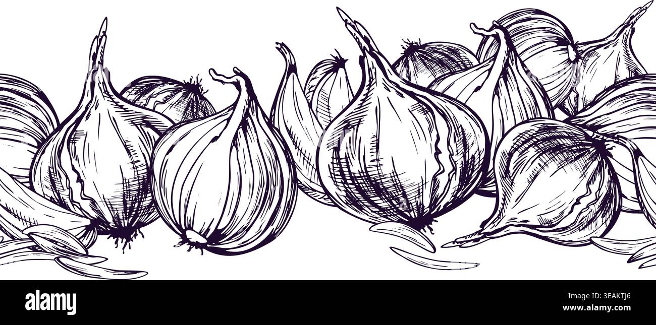 Illustration d'esquisse dessinée à la main d'ampoules d'oignon dans le style d'art de ligne d'encre. Bordure horizontale avec légumes frais pour l'image de marque des épiceries Illustration de Vecteur