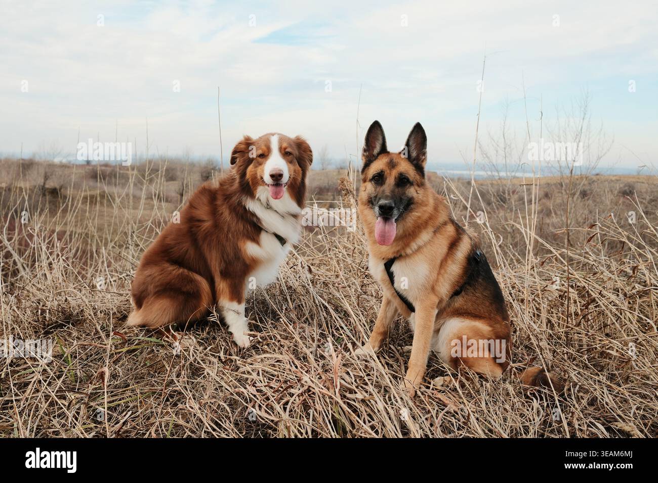 Australian Shepherd et German Shepherd assis ensemble dans un champ d'herbe sèche. Chiens fidèles et amicaux posant dans un paysage naturel. Banque D'Images