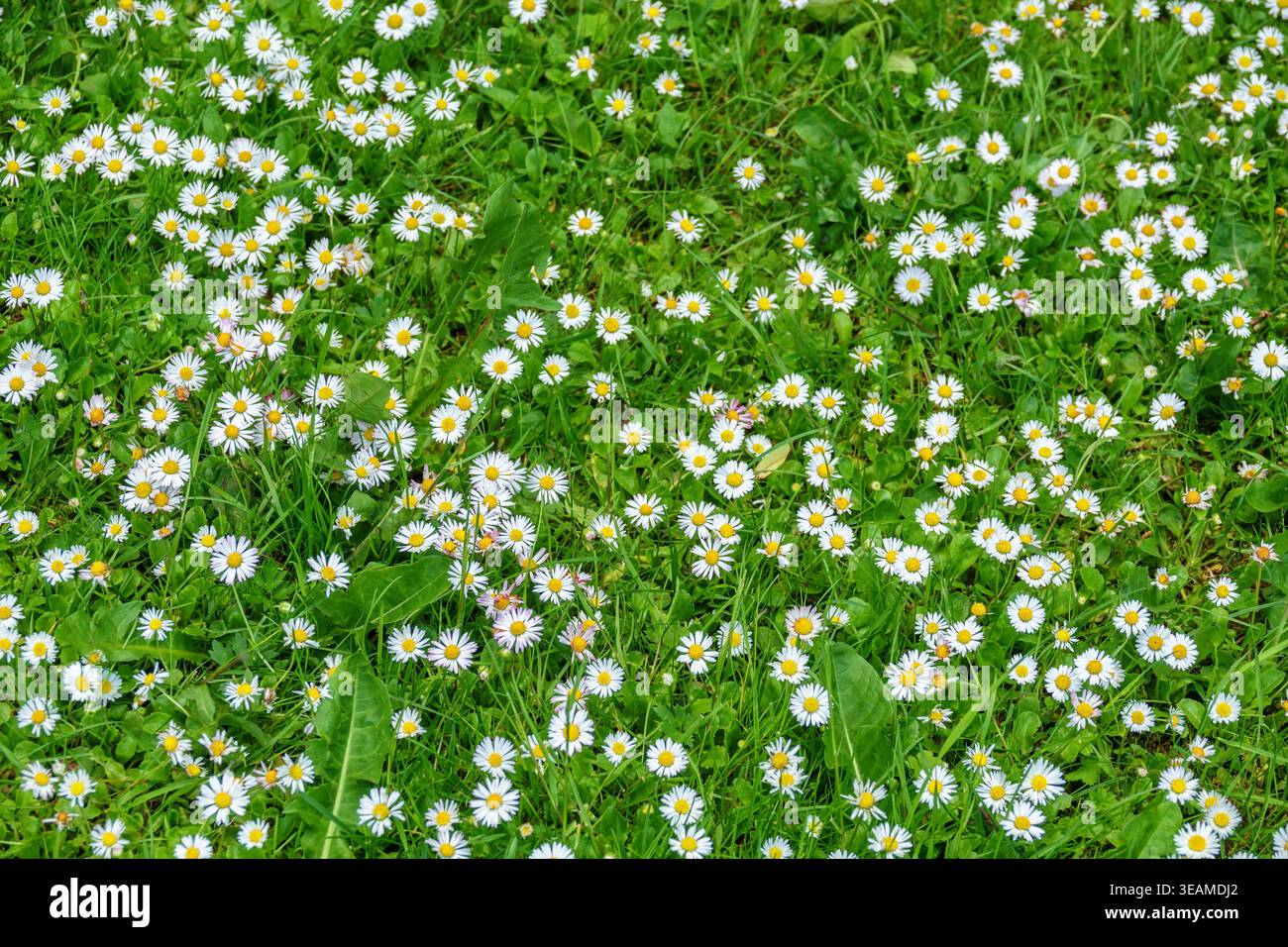 Marguerites fleurissant dans l'herbe à l'été Banque D'Images