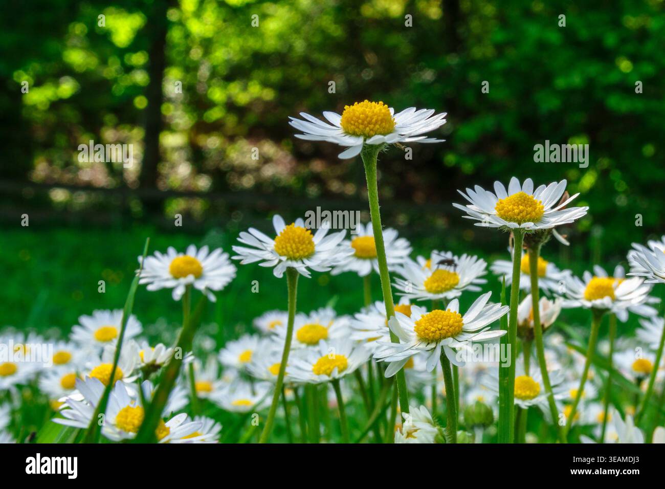 Marguerites fleuries en été Banque D'Images
