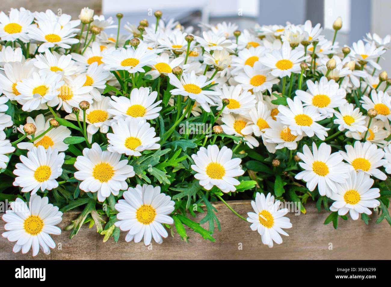 marguerite de Paris, marguerite ou marguerite marguerite (Argyranthemum frutescens). Inspiration de jardin d'été pour les plantes en conteneur. Banque D'Images