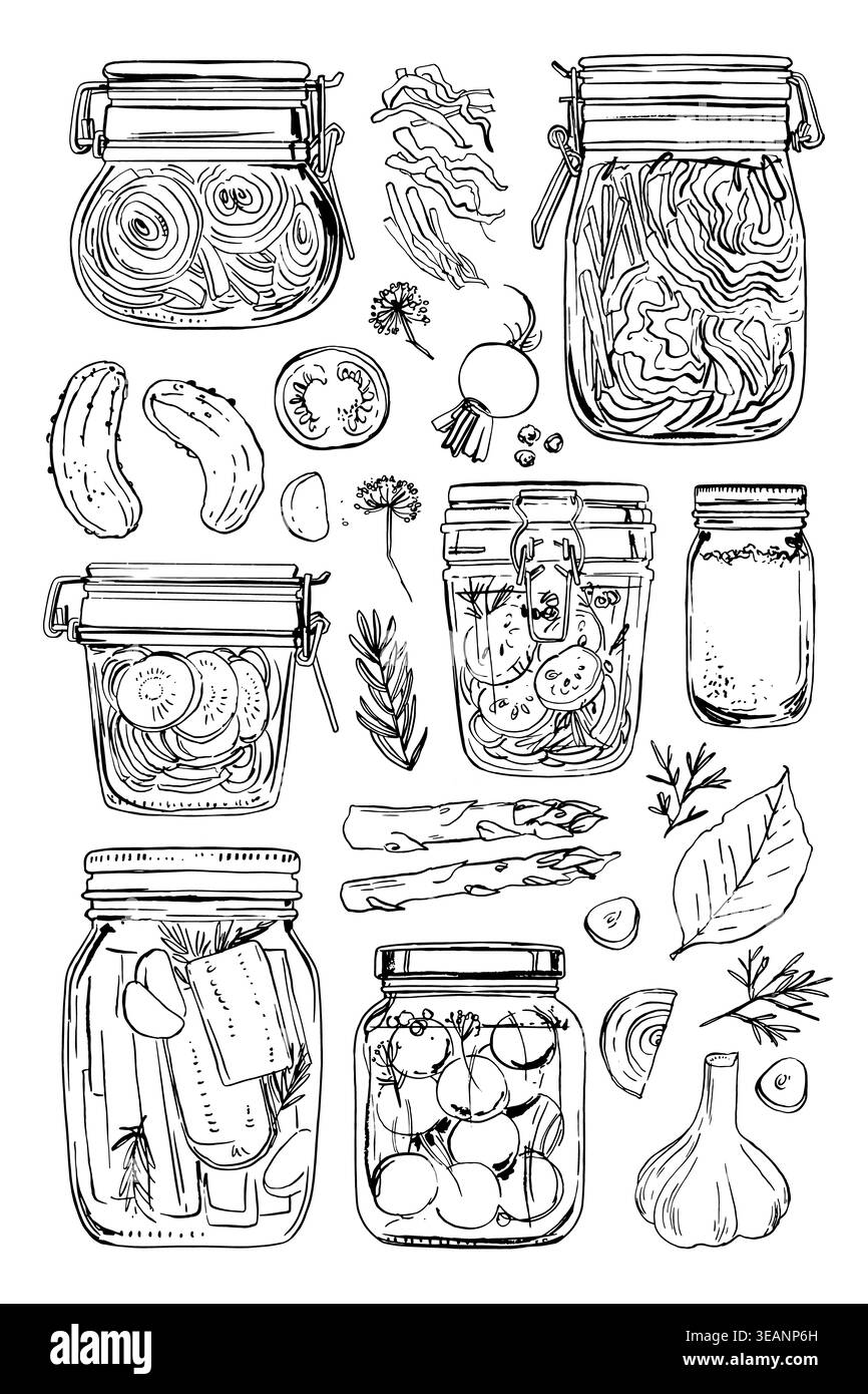 Légumes fermentés. Dessin de ligne de nourriture de vecteur sur fond blanc. Pots avec conserves, choucroute, cornichons. Banque D'Images